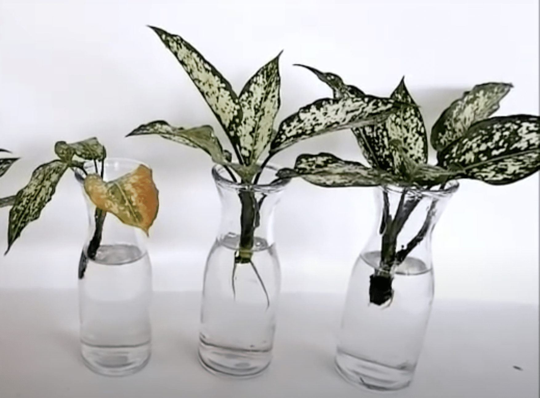 Silver bay chinese evergreen stalks in water to bear root